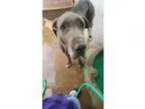 Adopt Boots a Great Dane