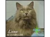 Adopt Luna a Gray or Blue Persian  Mixed cat in Irving TX (15454