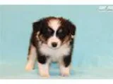 ToyMiniature Australian Shepherd Male
