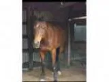 Secretariat and Seattle Slew descendant