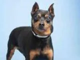 Adopt MURPHY a Miniature Pinscher  Mixed dog in Phoenix AZ (1542