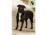 Adopt BobaFett a Black Pit Bull Terrier  Rottweiler  Mixed dog i