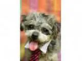 Adopt Candy a Poodle