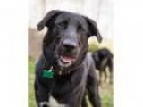 Adopt Enzo - Smartest kid in the room a Black Labrador Retriever