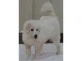 Adopt Trina a White Great Pyrenees  Mixed dog in Pacific MO (148