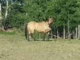 AQHA Quarter Horse Gelding