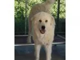 Adopt Lewis a White Great Pyrenees  Mixed dog in Pacific MO (154