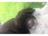 AKC Standard Poodle Girl Puppy-Judy