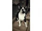 Adopt Lily a Domestic Short Hair