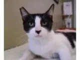 Adopt Annabelle a Black and White or Tuxedo Domestic Shorthair  