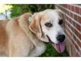 Adopt Adam a TanYellowFawn - with White Golden Retriever  Mixed 