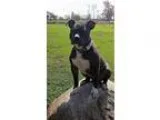 Adopt Velvet a Pit Bull Terrier