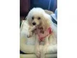 Adopt Bijou a Miniature Poodle  Mixed dog in San Francisco CA (1