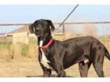 Adopt Cash a Great Dane