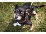 Adopt Millie a Miniature Pinscher