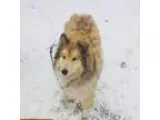 Adopt River a TanYellowFawn Collie  Samoyed  Mixed dog in Salt L