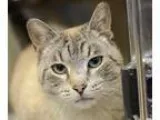 Adopt Blue a Siamese  Mixed cat in Ann Arbor MI (15445503)