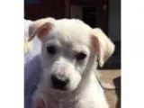 Adopt Raksha a Australian Cattle Dog  Shepherd (Unknown Type)  M