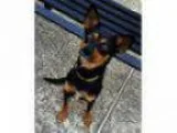 Adopt Momo a Dachshund Miniature Pinscher