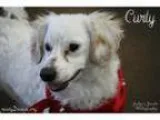 Adopt Curly a Dachshund Poodle
