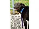 Adopt Blaster a Black Labrador Retriever  Mixed dog in Canton CT