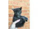 Adopt Jackpot a American Shorthair cat in oklahoma city OK (1555