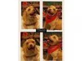Adopt Taco a TanYellowFawn - with White Pit Bull Terrier  Mixed 