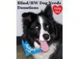 Adopt Stevie Wonder &quotI m Blind&quot a Black - with White Bor