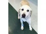 Adopt Spike a Labrador Retriever