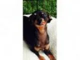 Adopt Daisy Mae a Miniature Pinscher