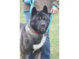 Adopt Bruno a Akita  Mixed dog in Silver Spring MD (15661102)