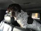 Adopt Luke (Dallas) a German Shorthaired Pointer