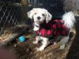 Adopt Jordan a White Bichon Frise  Lhasa Apso  Mixed dog in New 