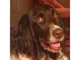 Adopt Sadie a Munsterlander