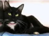 Adopt Claire a Black and White or Tuxedo Domestic Shorthair (sho