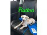 Adopt Button a White Poodle (Toy or Tea Cup)  Mixed dog in Maitl