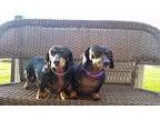 Adopt Lil Bit and Mini a Black - with Tan Yellow or Fawn Dachshu