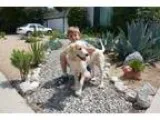 Adopt Gideon a White Golden Retriever  Cocker Spaniel  Mixed dog