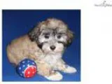 Hank Male Havanese puppy for Sale in Ohio
