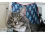 Lost Gray Cat White Paws