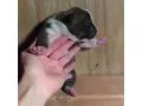 BLUE XL PITBULL BULLIES Razorsedge bloodline 1 male and 2 female
