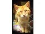 Adopt Biscuit a Domestic Shorthair  Mixed (short coat) cat in Ha