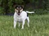 Adopt MYA a Tricolor (TanBrown and Black and White) Jack Russell