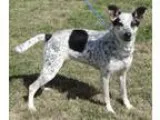 Adopt Clementine a White - with Black Terrier (Unknown Type