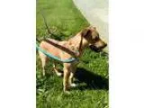 Adopt Tank a RedGoldenOrangeCh estnut Labrador Retriever  Husky 