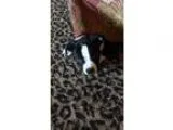 Adopt PUPPY - Bailey a Black - with White American Pit Bull Terr