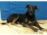 Adopt Pepper a Brindle Shepherd (Unknown Type)  Mixed dog in Can