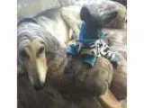Adopt Ayo a Black Chinese Crested  Poodle (Miniature)  Mixed dog