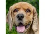 Adopt Scooter a Cocker Spaniel  Mixed dog in Newington VA (15621