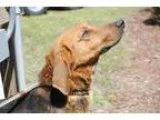 Adopt Gauge a Hound